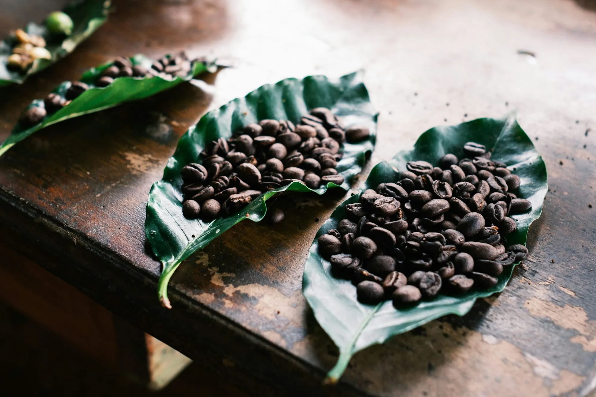Coffee plantation in the Costa Rican highlands - altitude is flavour