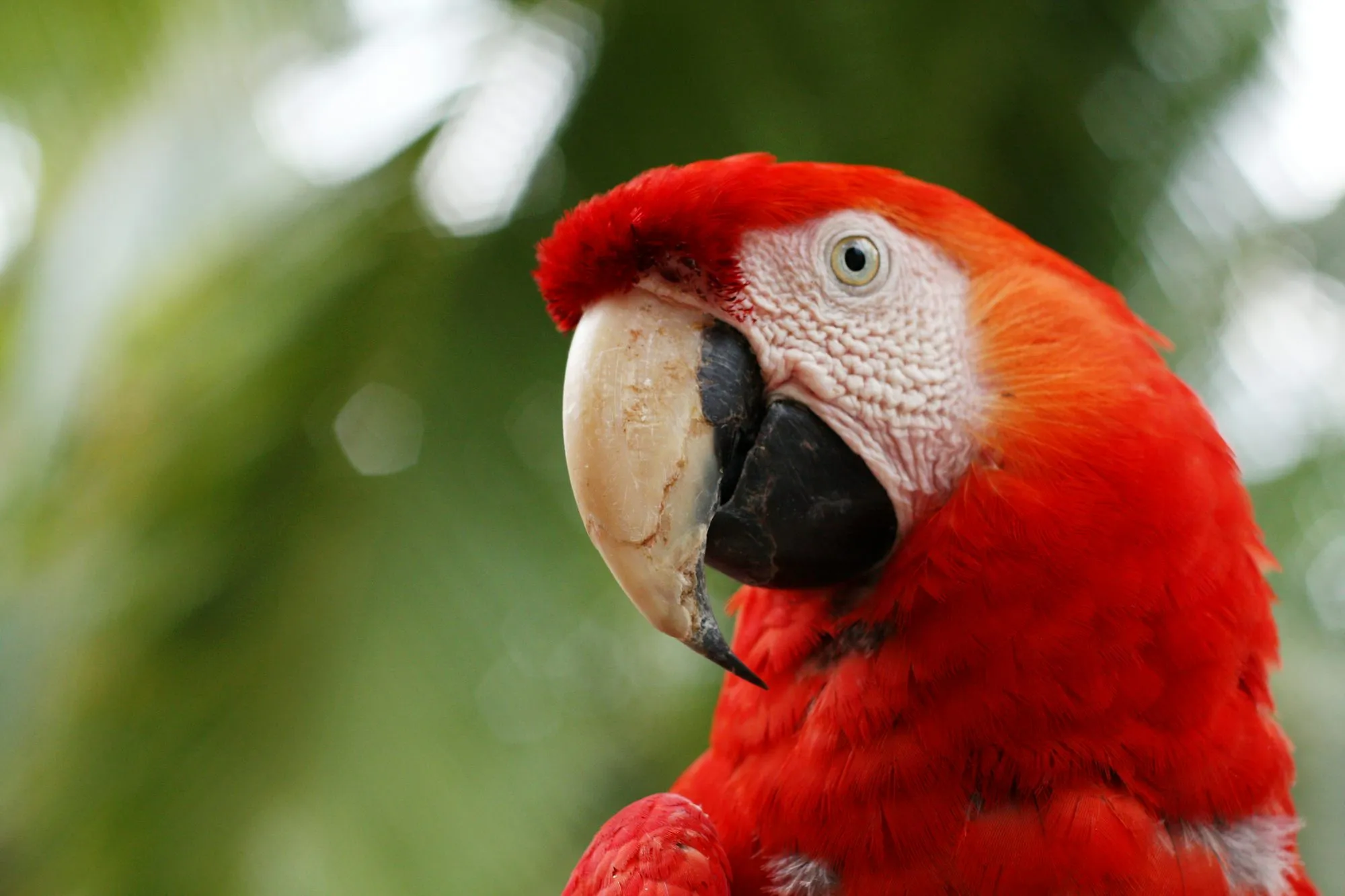 Scarlet macaw in the wild - Corcovado's most spectacular flying resident