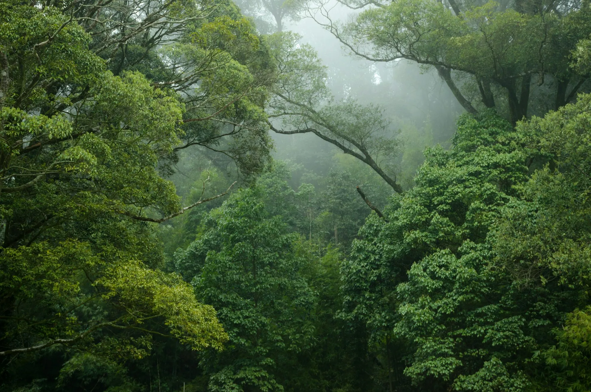 Pristine jungle meeting the ocean - Costa Rica's wild Pacific coast in Corcovado
