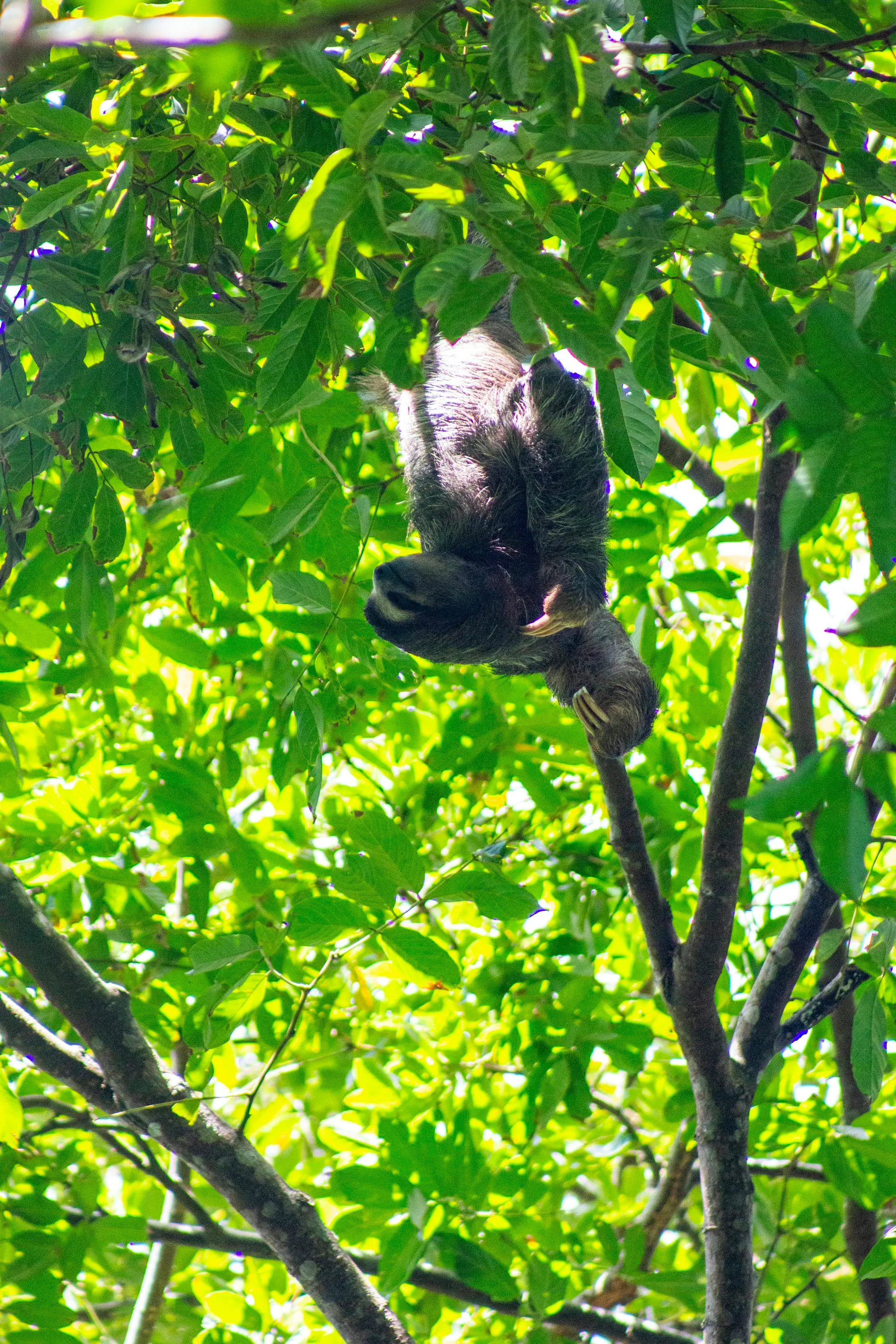 A sloth in its natural habitat - the philosopher of the Costa Rican canopy