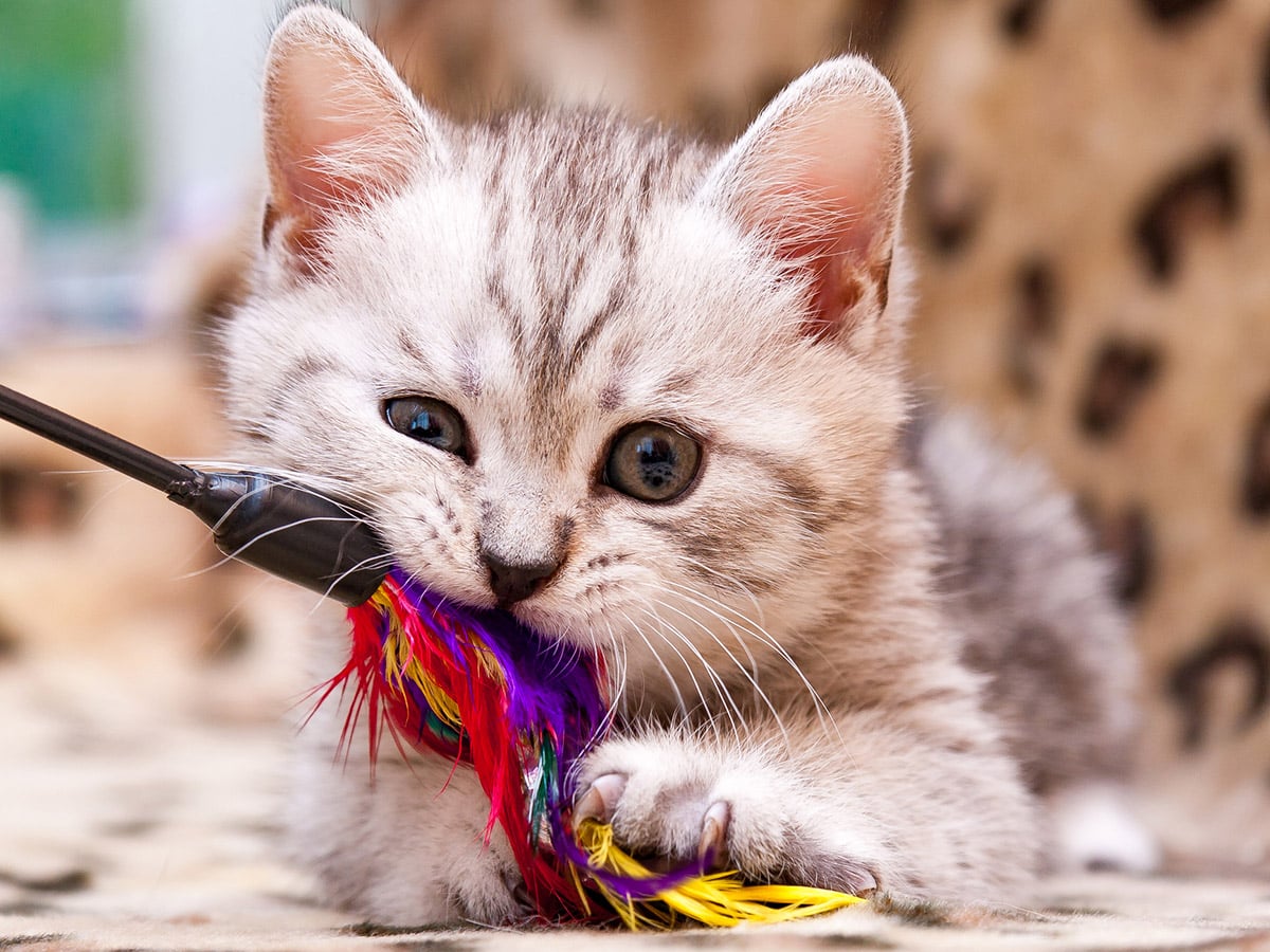 Smart pet toys vs simple objects