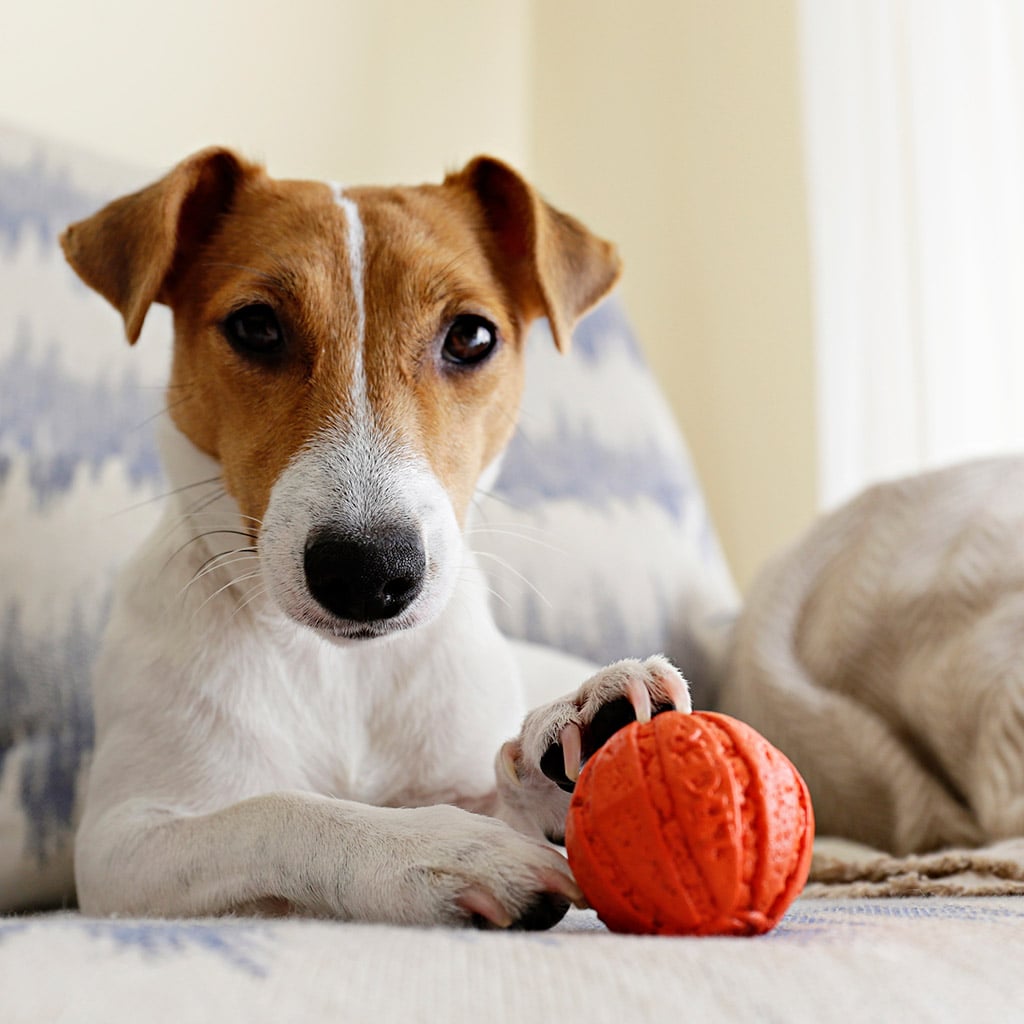 Self-rolling ball for cats