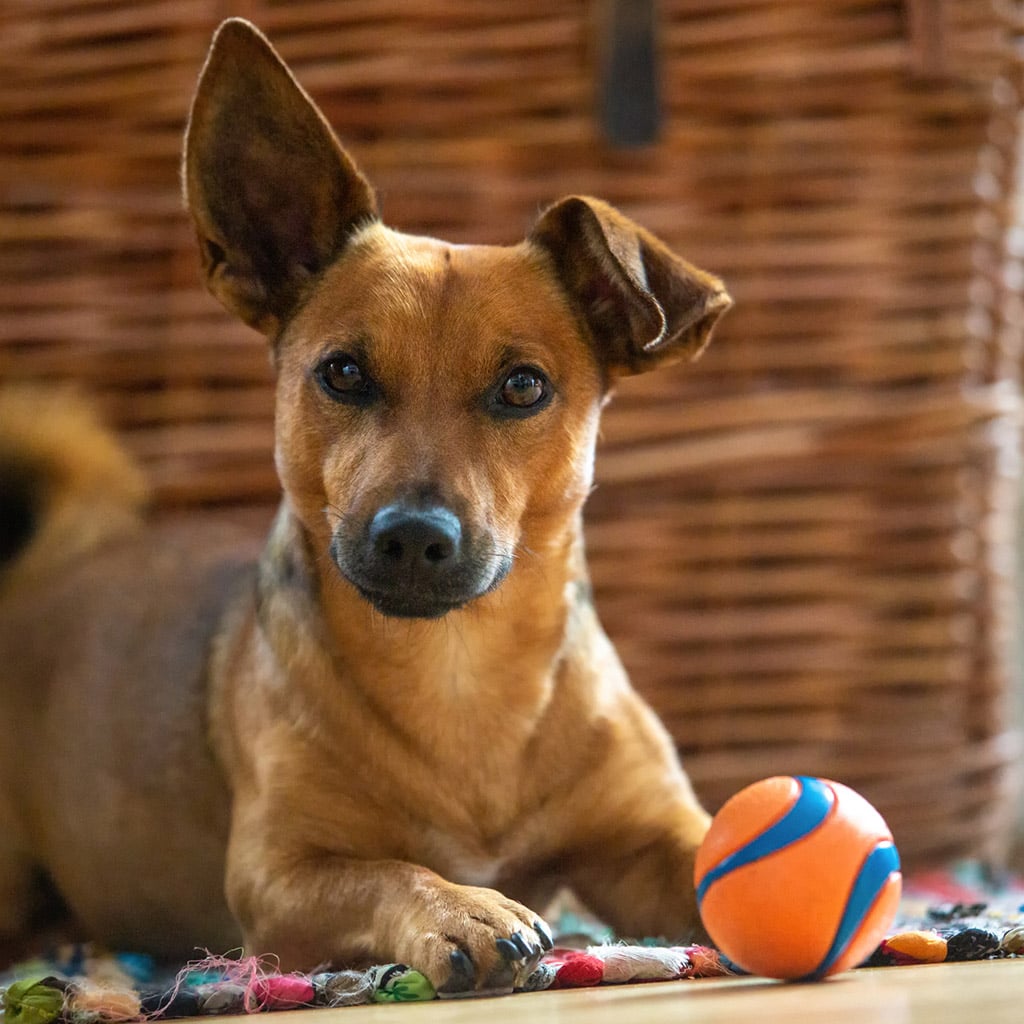 Treat dispensing toy