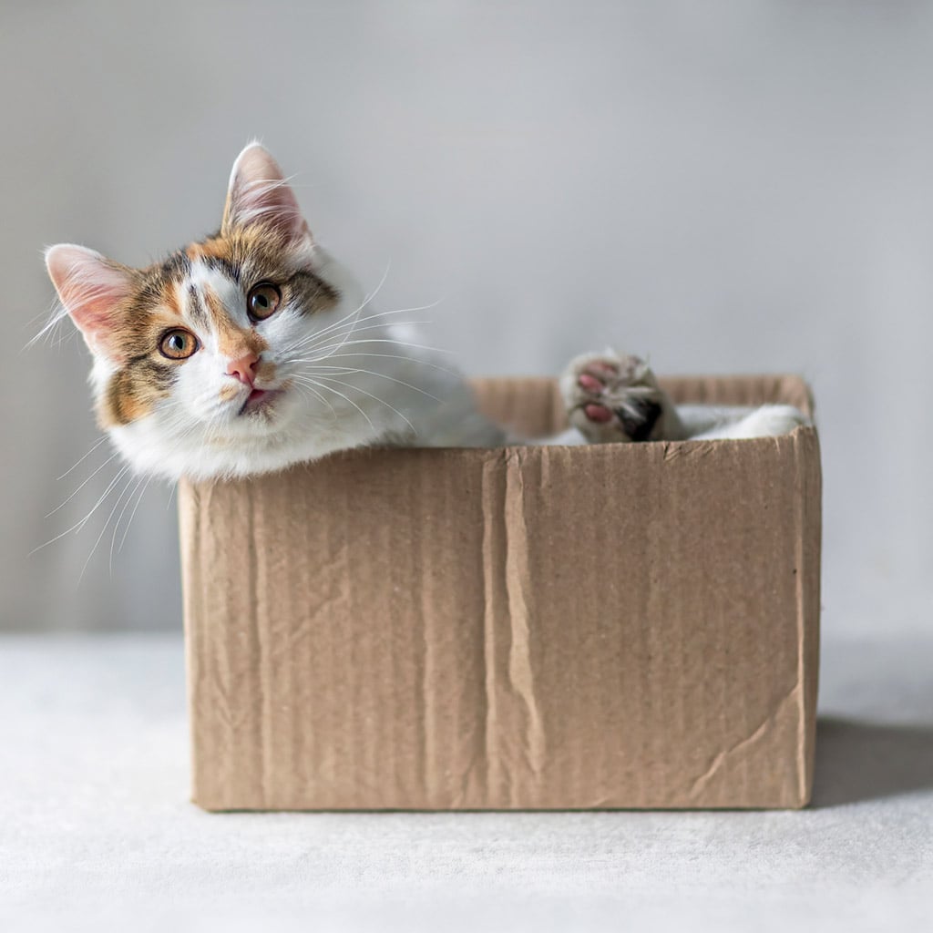 Pet camera system